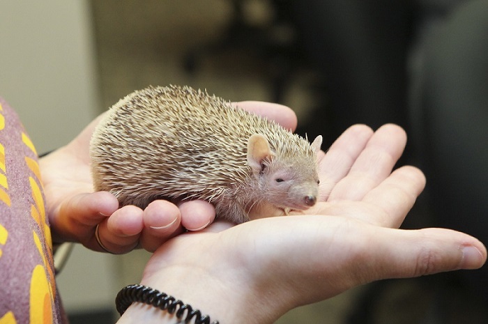 hedgehog